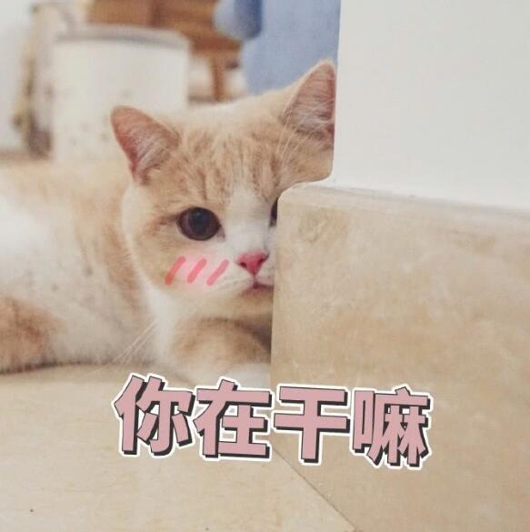 可爱萌宠猫咪搞笑表情包:你打吧,如果你忍心的话