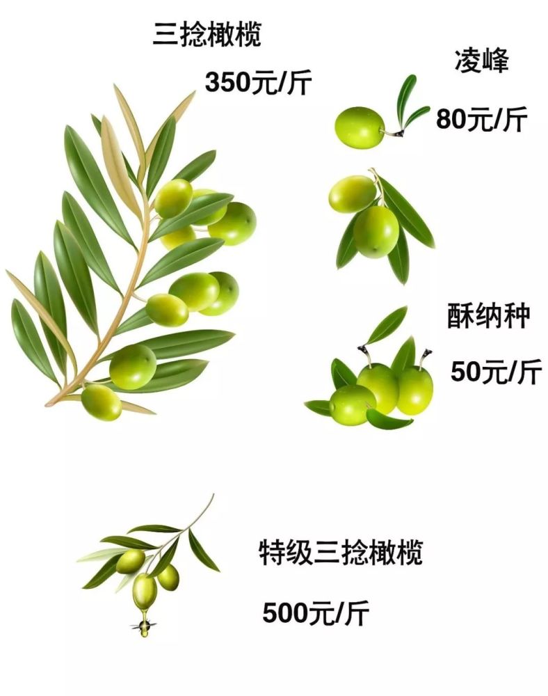 橄榄,槟榔