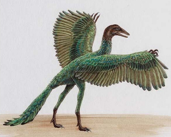 鸟类是如何演变出来的,它的祖先是中华龙鸟,还是始祖鸟呢?