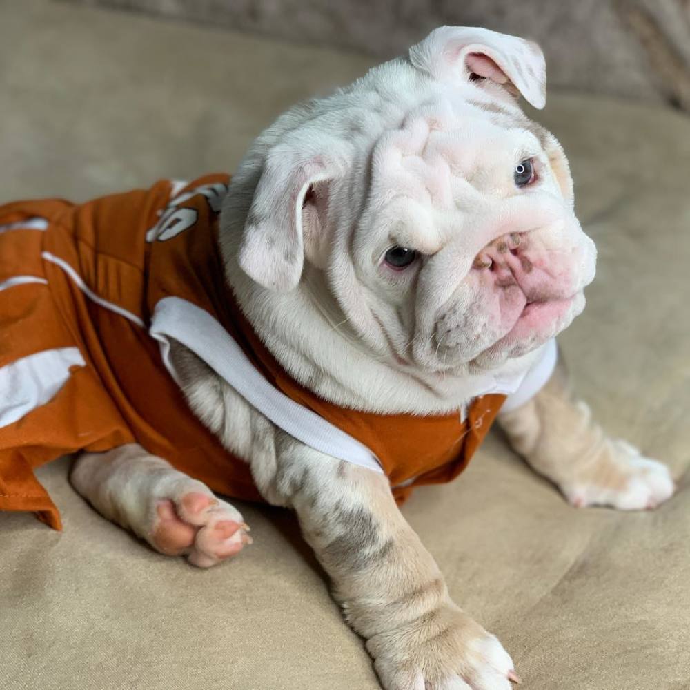 斗牛犬,宠物,萌宠,狗狗,宠物狗