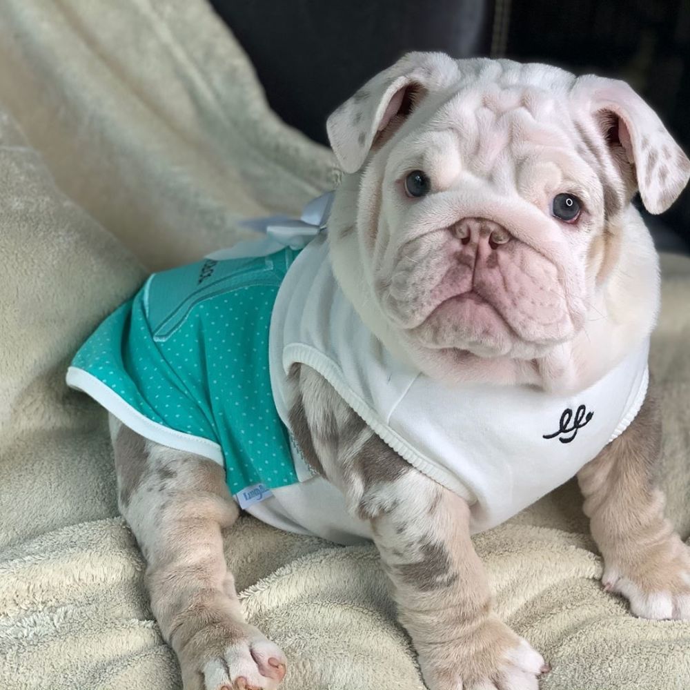 斗牛犬,宠物,萌宠,狗狗,宠物狗