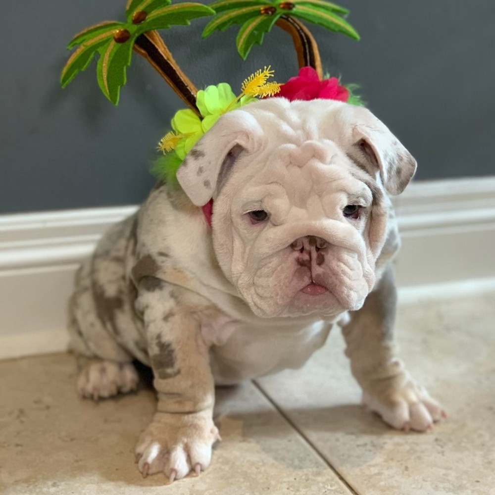 斗牛犬,宠物,萌宠,狗狗,宠物狗