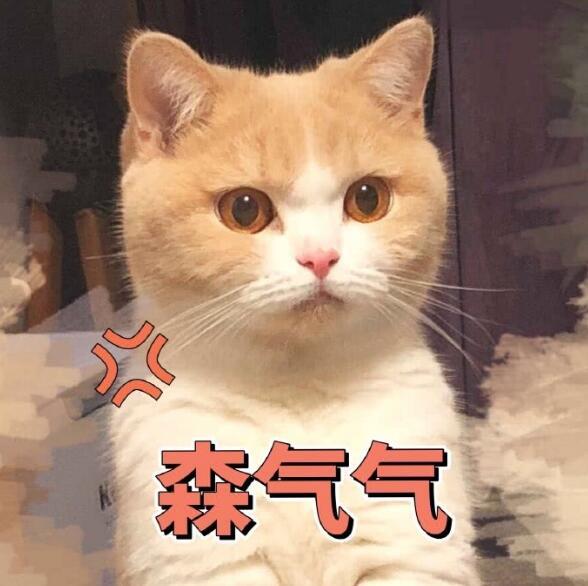 可爱萌宠猫咪搞笑表情包:我就是胖,你要养不起趁早说