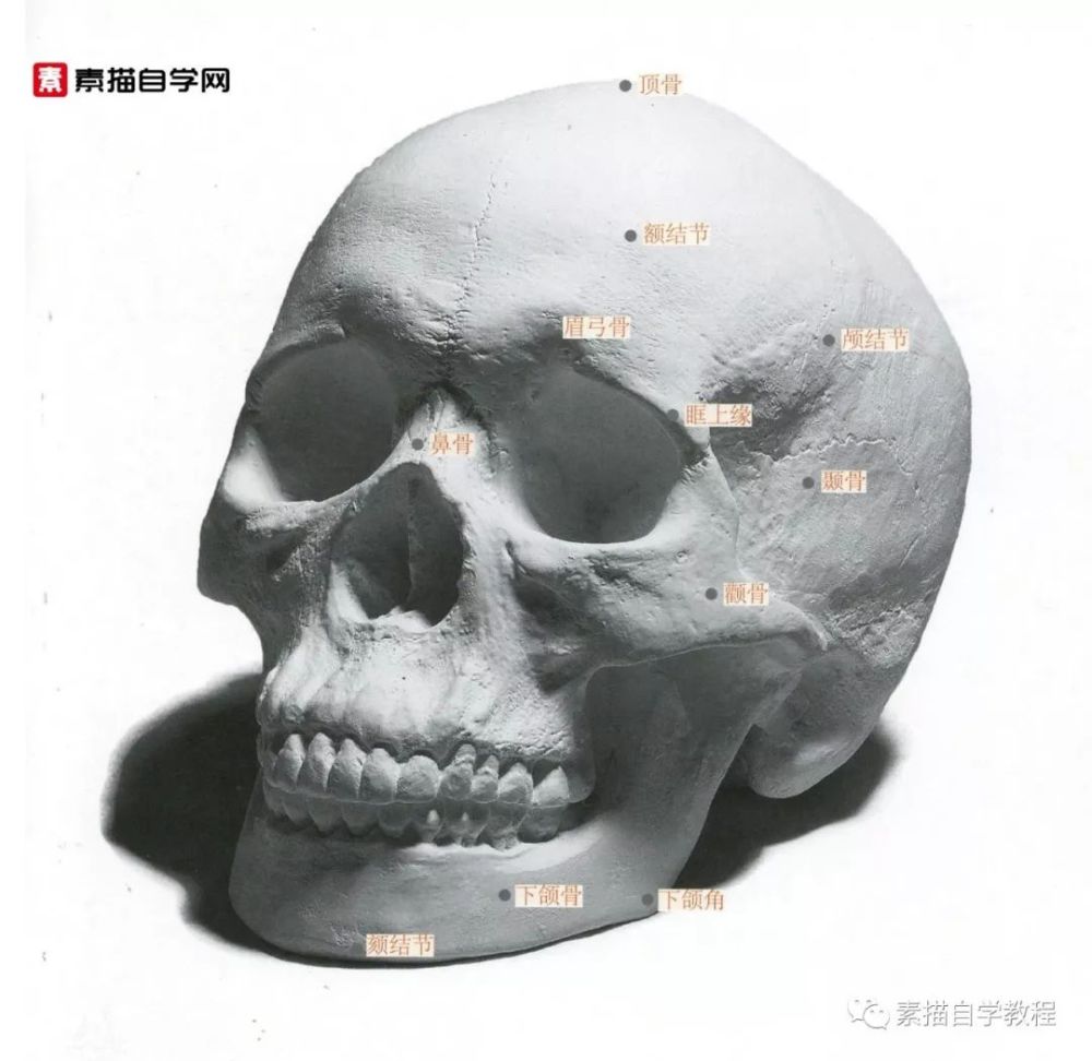 石膏头骨正面高清大图 二,构成对象头部另一基本特征是头部肌肉结构