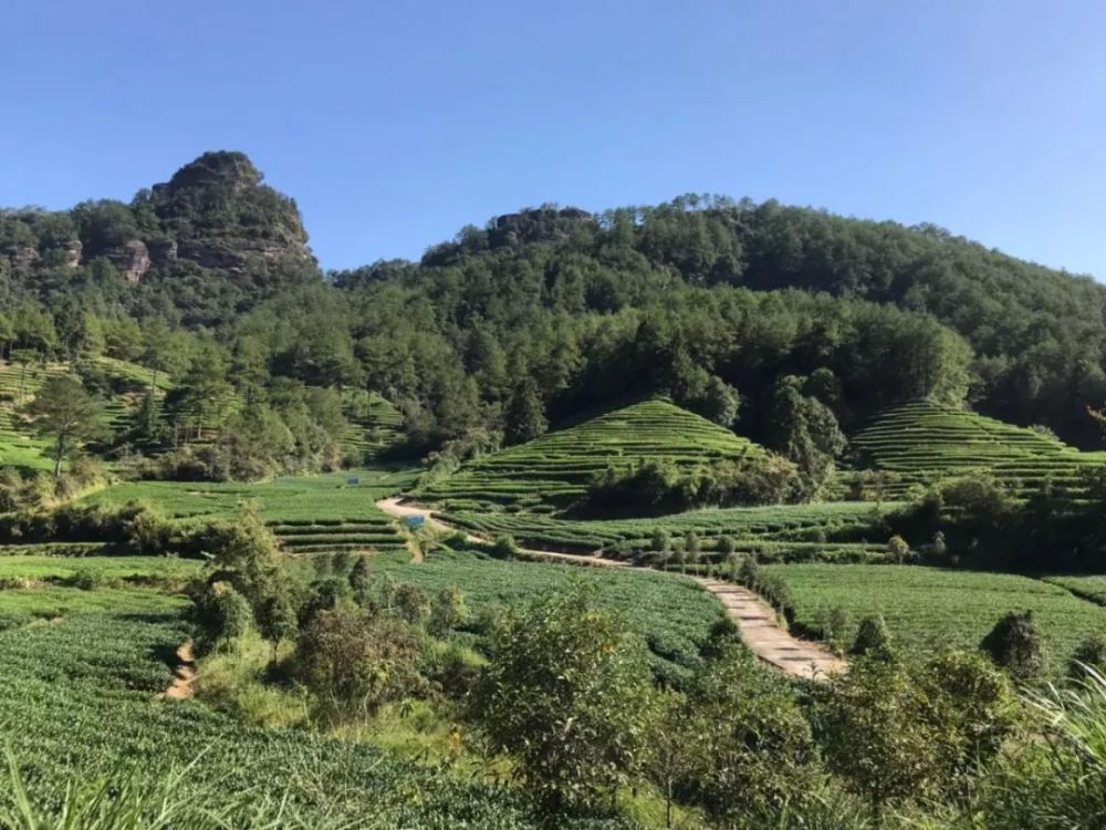 武夷山,生态系统,星村镇