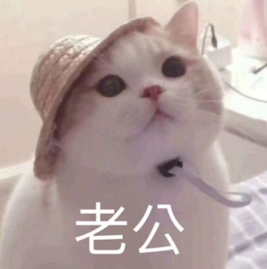 猫咪情侣头像:我只想待在你的身边做你的枕边书,怀中猫!