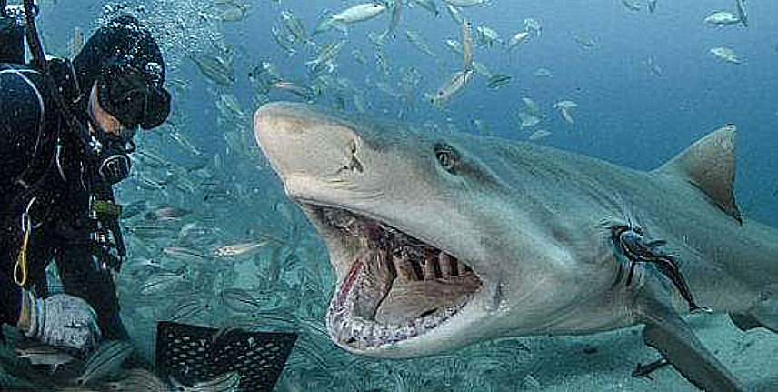 当海洋霸主鲨鱼,遇上冷血猎手鳄鱼,谁更厉害?看到大吃