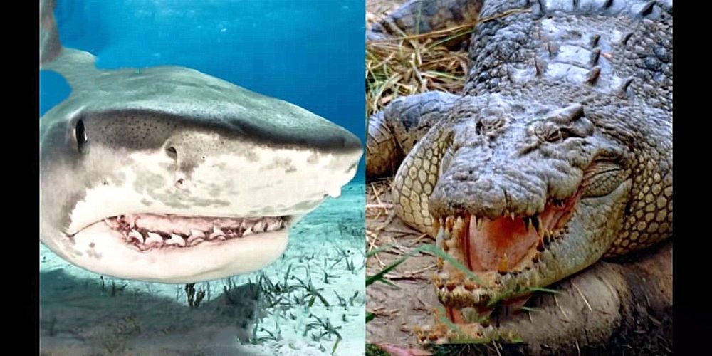 当海洋霸主鲨鱼,遇上冷血猎手鳄鱼,谁更厉害?看到大吃
