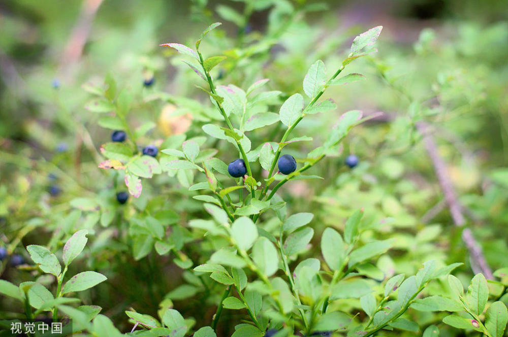 常被误认为蓝莓,一口能吃下一大把,叶子还能泡茶,阳台