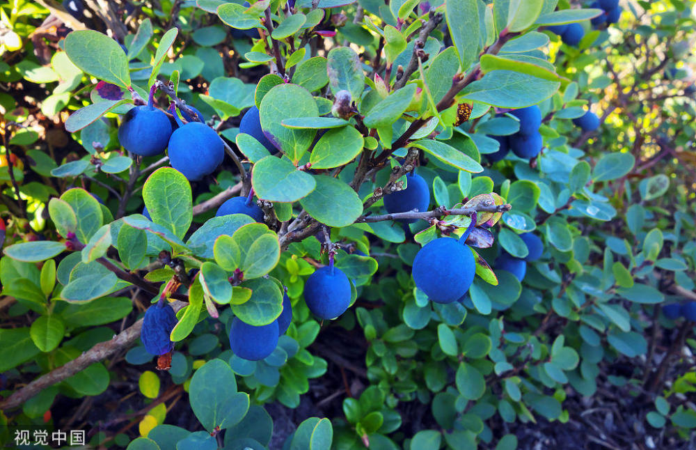 常被误认为蓝莓,一口能吃下一大把,叶子还能泡茶,阳台
