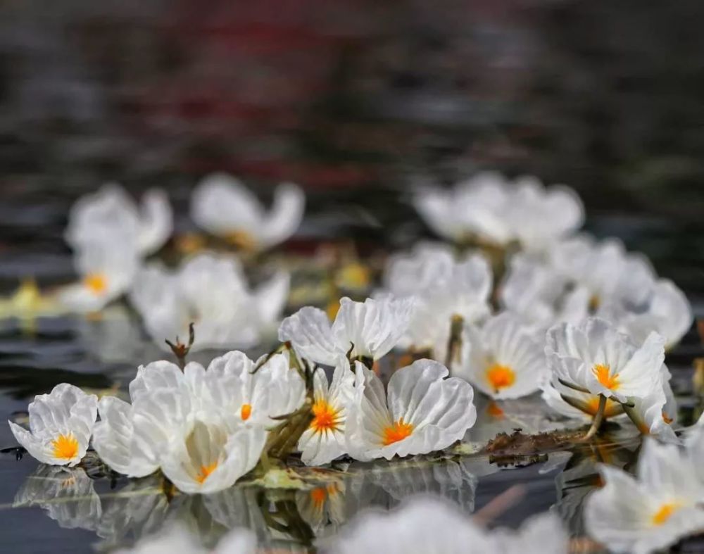 "水性杨花"盛开 泸沽湖秒变花海 最美的季节来了!