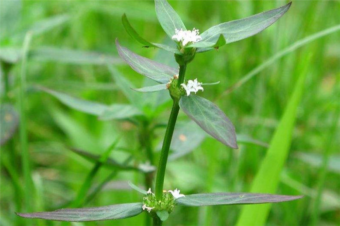 农村植物"杀虫草",新鲜晒干后是中草药,价值珍贵,要好