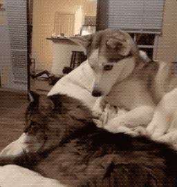 半夜犬吠扰邻?铲屎官一定要知道这些