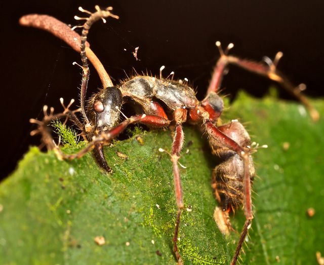 僵尸蚂蚁是由于被寄生真菌控制了行为,但如何控制的至今是个迷