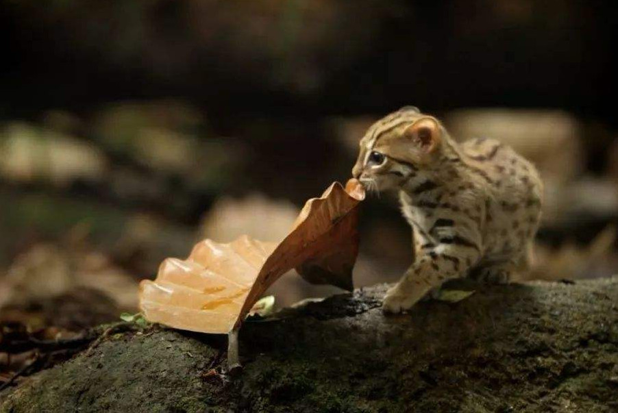 世界最小猫科杀手 体型只有手掌大小 难道是靠可爱捕猎的 看点快报
