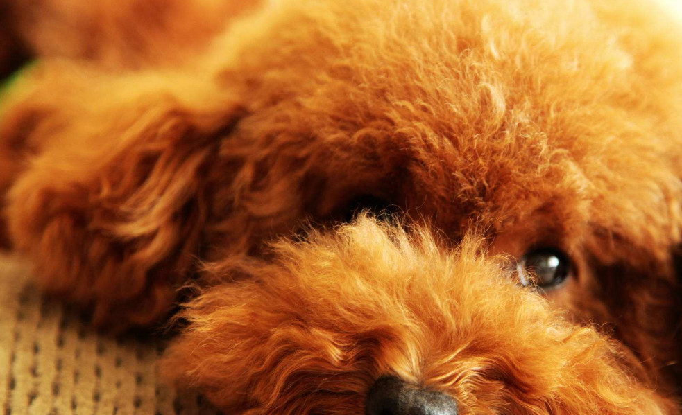 泰迪犬的3个弱点 千万要注意 这样会把它吓坏 看点快报