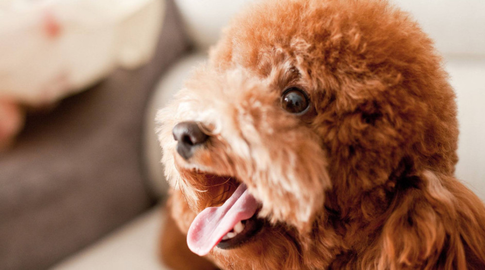 泰迪犬的3个弱点 千万要注意 这样会把它吓坏 看点快报