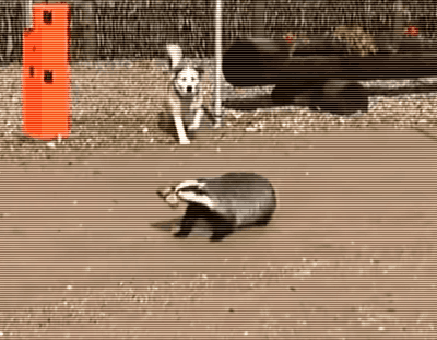 当沙雕铲屎官遇上傻狗,二哈:现在的主人真