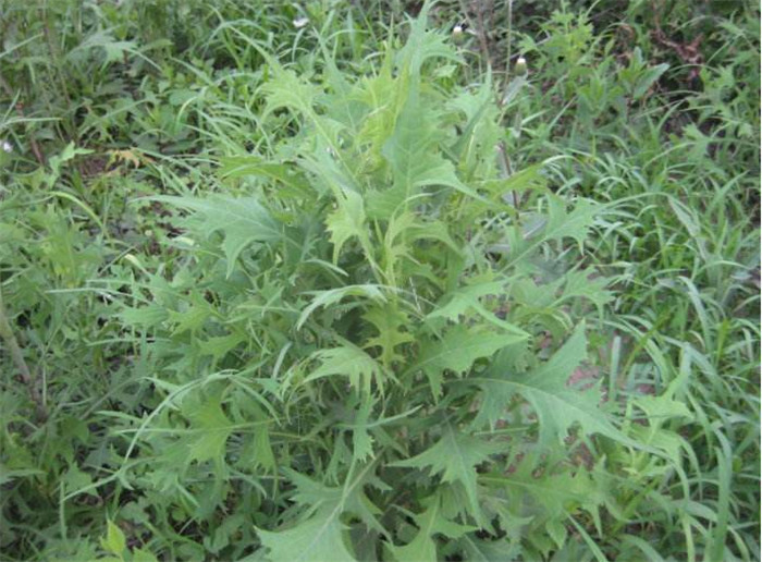 农村一种野菜,叫做"山苦菜",长得像莴苣,一斤20,吃过吗?