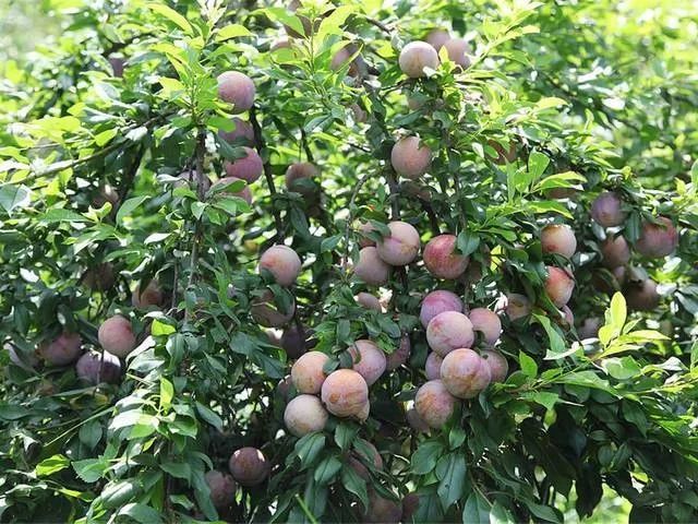 由于三华李开花多,坐果率高,结果量大,挂果时间短,从开花结果到成熟