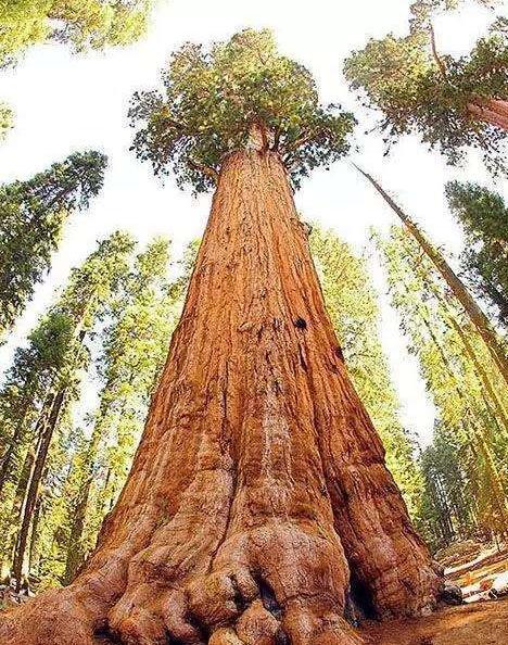 世界最大树:重达2800吨,树龄超过3200年,被称为世界爷