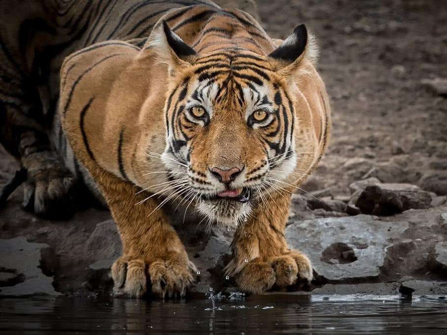 老虎是天生的捕猎能手,它擅长潜伏,喜欢把自己隐藏在丛林中,然后突然