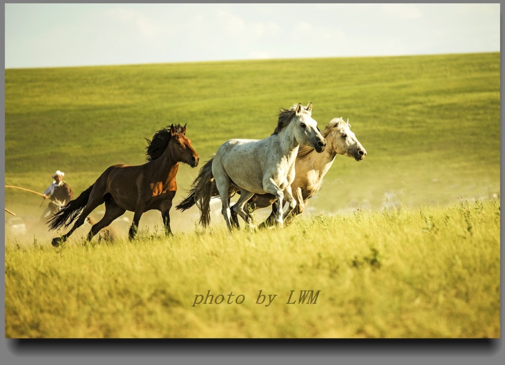 草原上马儿跑,摄影人跟着照