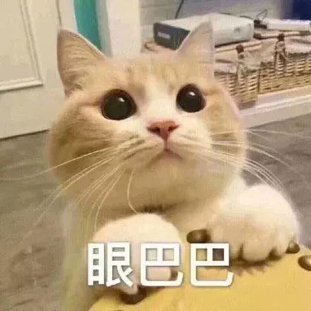 猫咪表情包:小哥哥,处对象吗