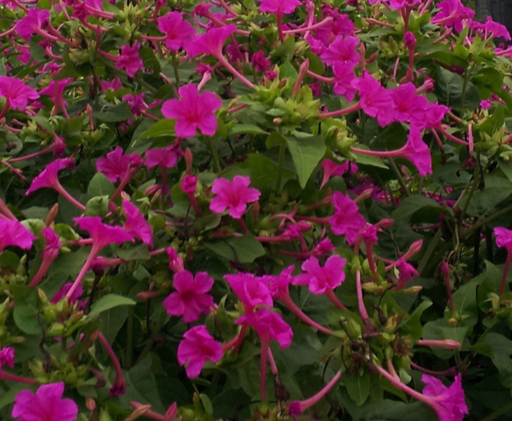 农村一种常见的花卉,不仅可以去除蚊虫,根部还可以入药!