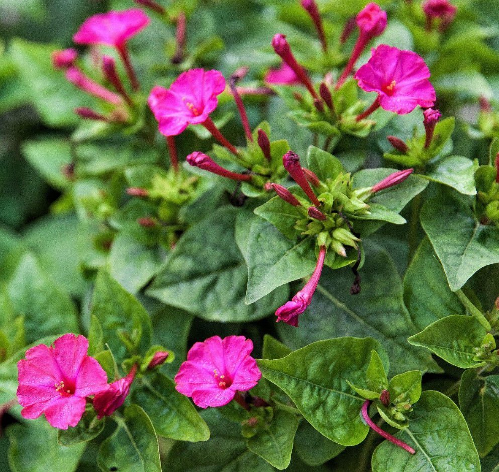 农村,植物,三农,花卉,药材