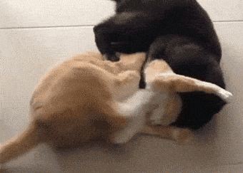 开心一刻:宿舍的洗衣液老被偷,我倒进去糖稀,第二天