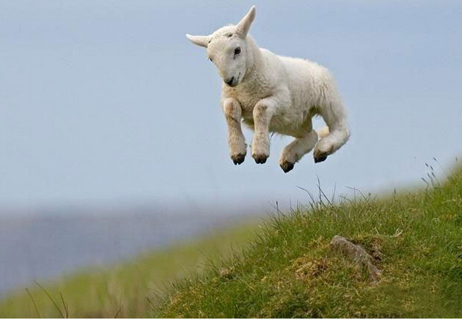 一只欢快的小羊,一定是遇见什么开心的事情了.