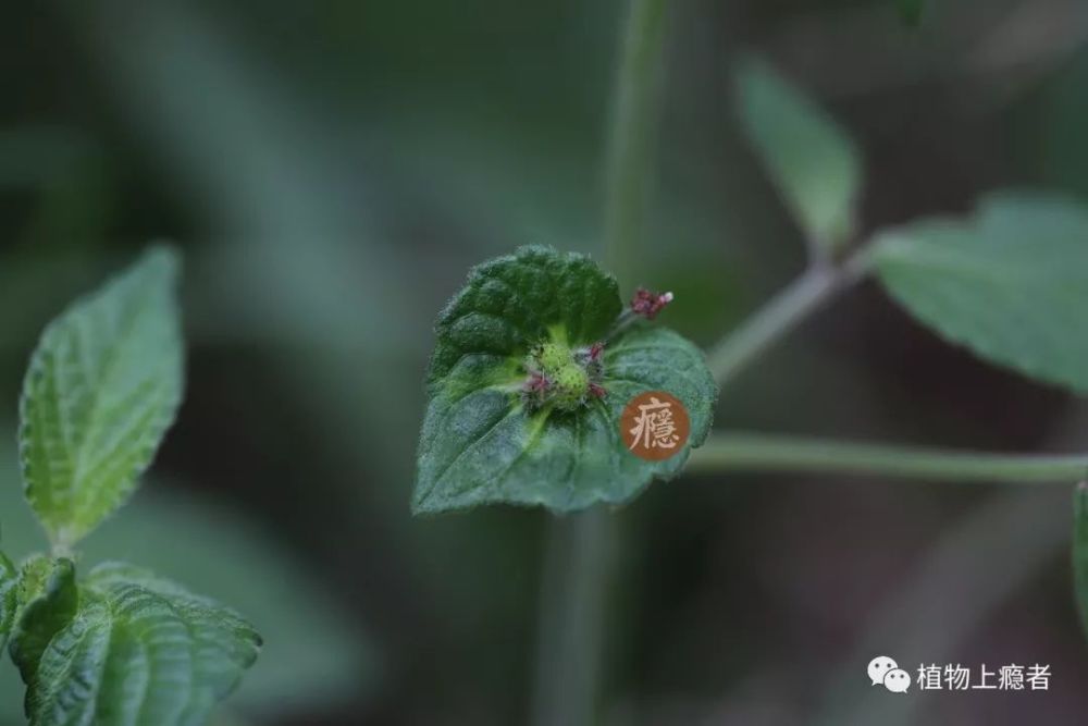 acalypha australis 别名: 海蚌含珠,蚌壳草,榎草 大戟科铁苋菜属