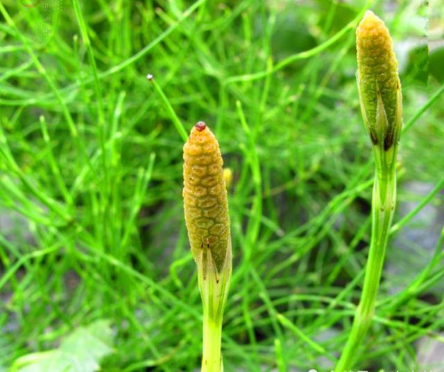 农村常见的"缺德草",真的可以吸黄金吗?价值高,你见过