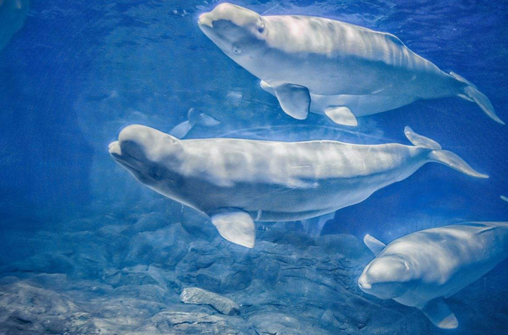 生物科学:对泰晤士河口北极白鲸的担忧增加!