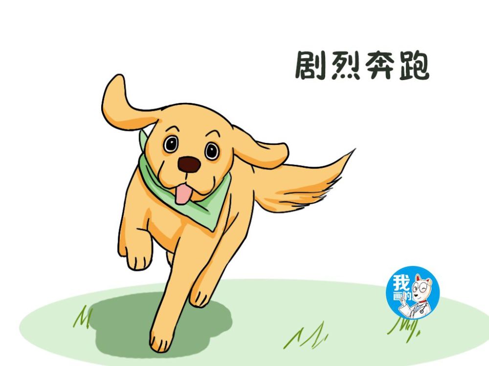 狗狗,兽医,汪星人,萌宠,科学养宠