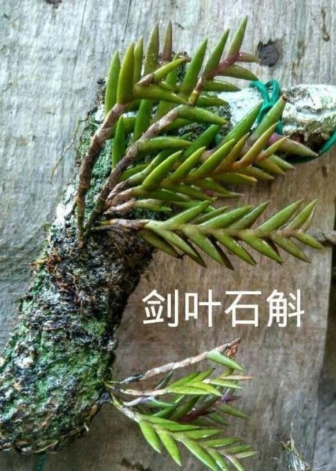 国家一级濒危珍稀植物:剑叶组石斛