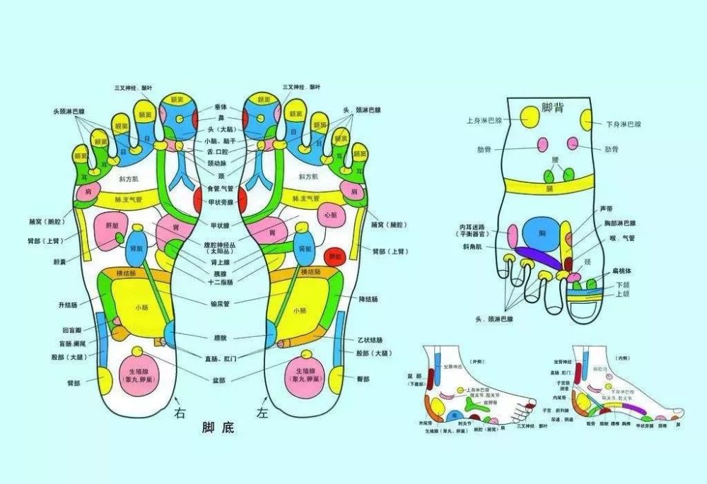 中医认为,脚与人体的五脏六腑,四肢百骸都有极为密切的关联.