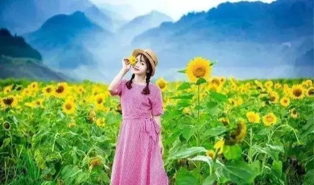 洛阳周边这么多向日葵花海,花期从现在持续到8月下旬