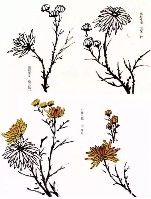 国画教程:菊花的写意画法