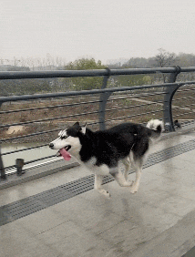 开心一刻:美女你这拿着筷子在马桶里翻找啥呢