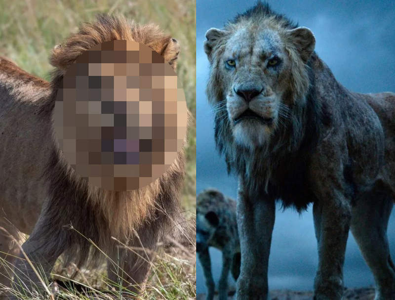 非洲发现真实版刀疤,根本应该找这只超霸气独眼狮去演狮子王啊
