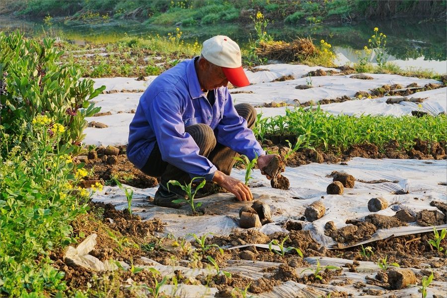美国农业人口占比_乡村振兴与城乡建设高质量