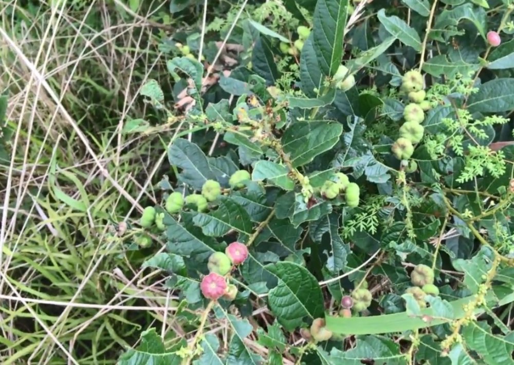 算盘子,果实,野草,牙痛,药材