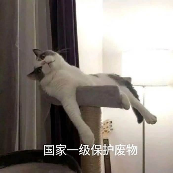 猫猫萌宠表情包:国家一级保护废物