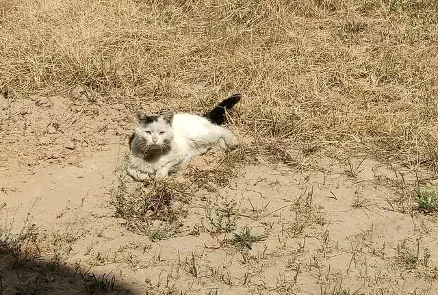 流浪猫想向人求助,可是猫咪又不敢,眼神让人心酸