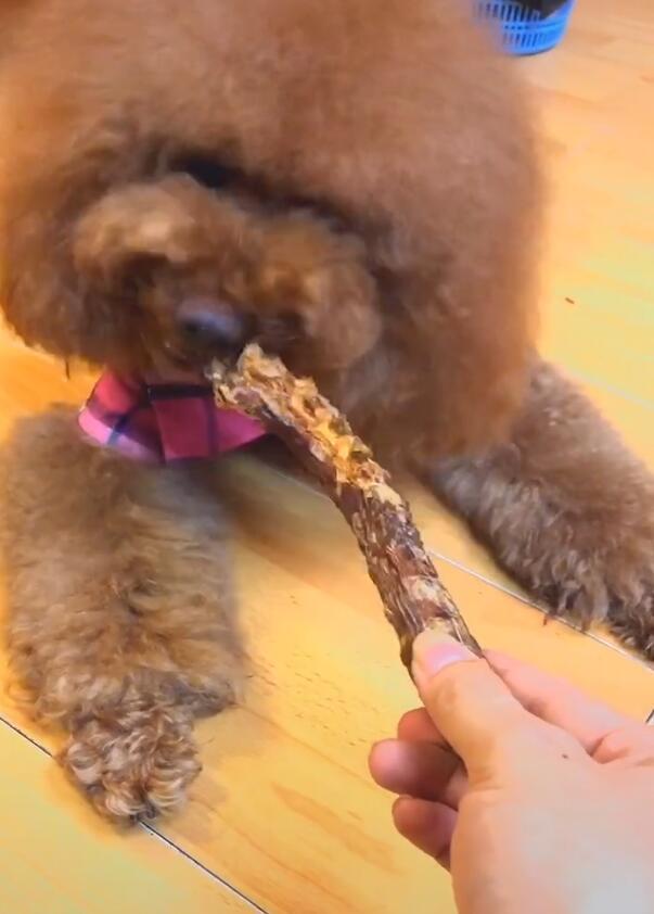 泰迪,狗狗