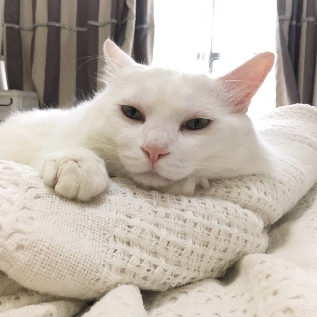 猫舌这么敏感 灵敏的吗 对水都这么挑剔 看点快报