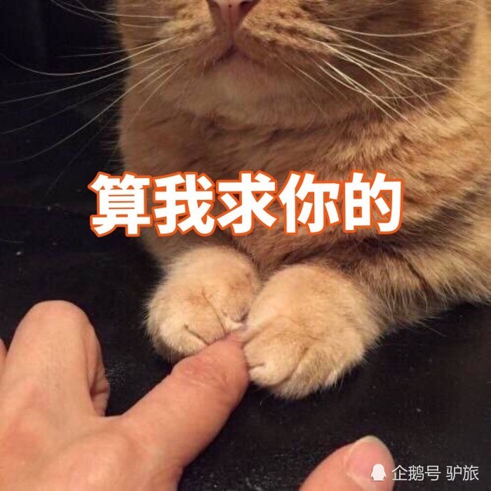 小仙女必备的搞怪表情包,萌猫:十块钱三把钥匙,表情包