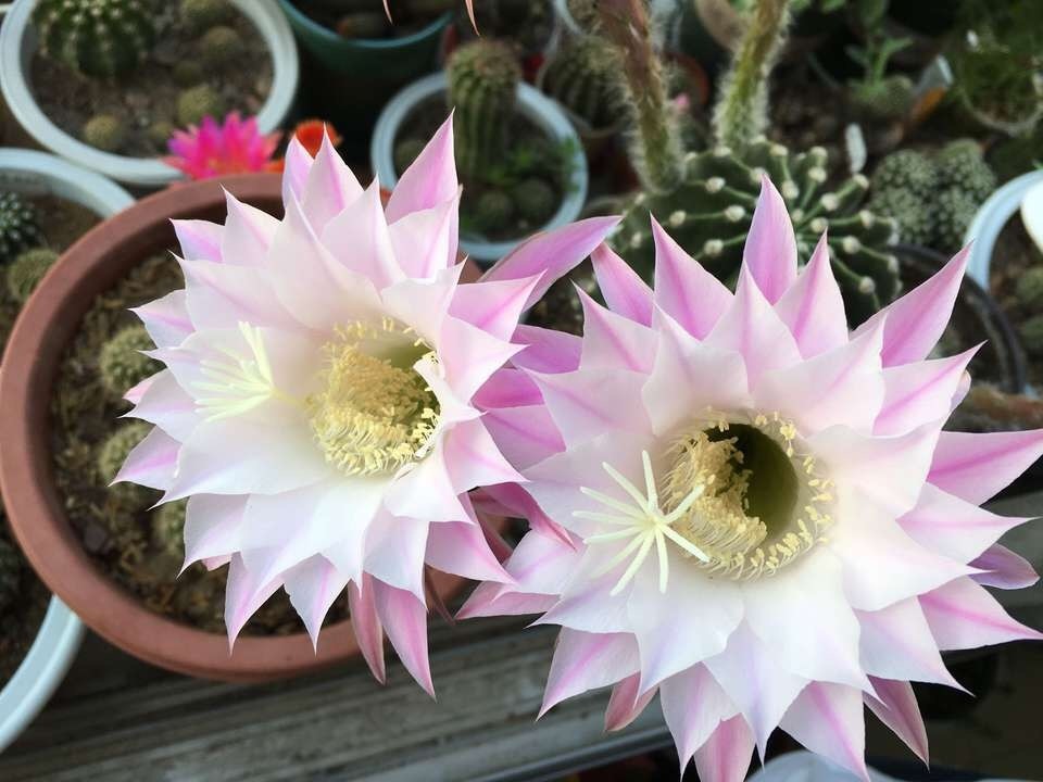 4种"顽强花",天热开得更旺,花朵又大又艳,养起来太省心